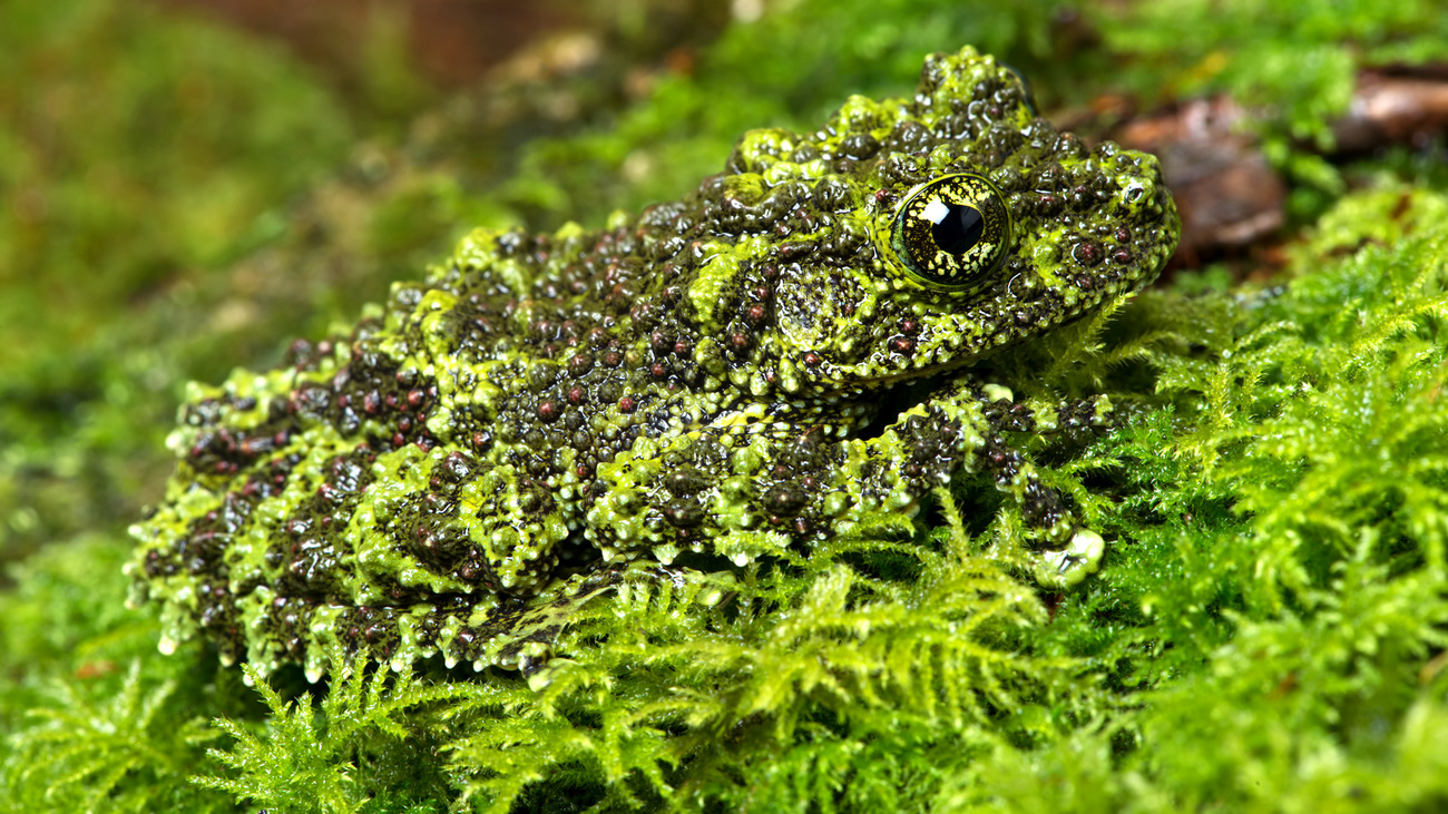 A Vietnamese mossy frog.