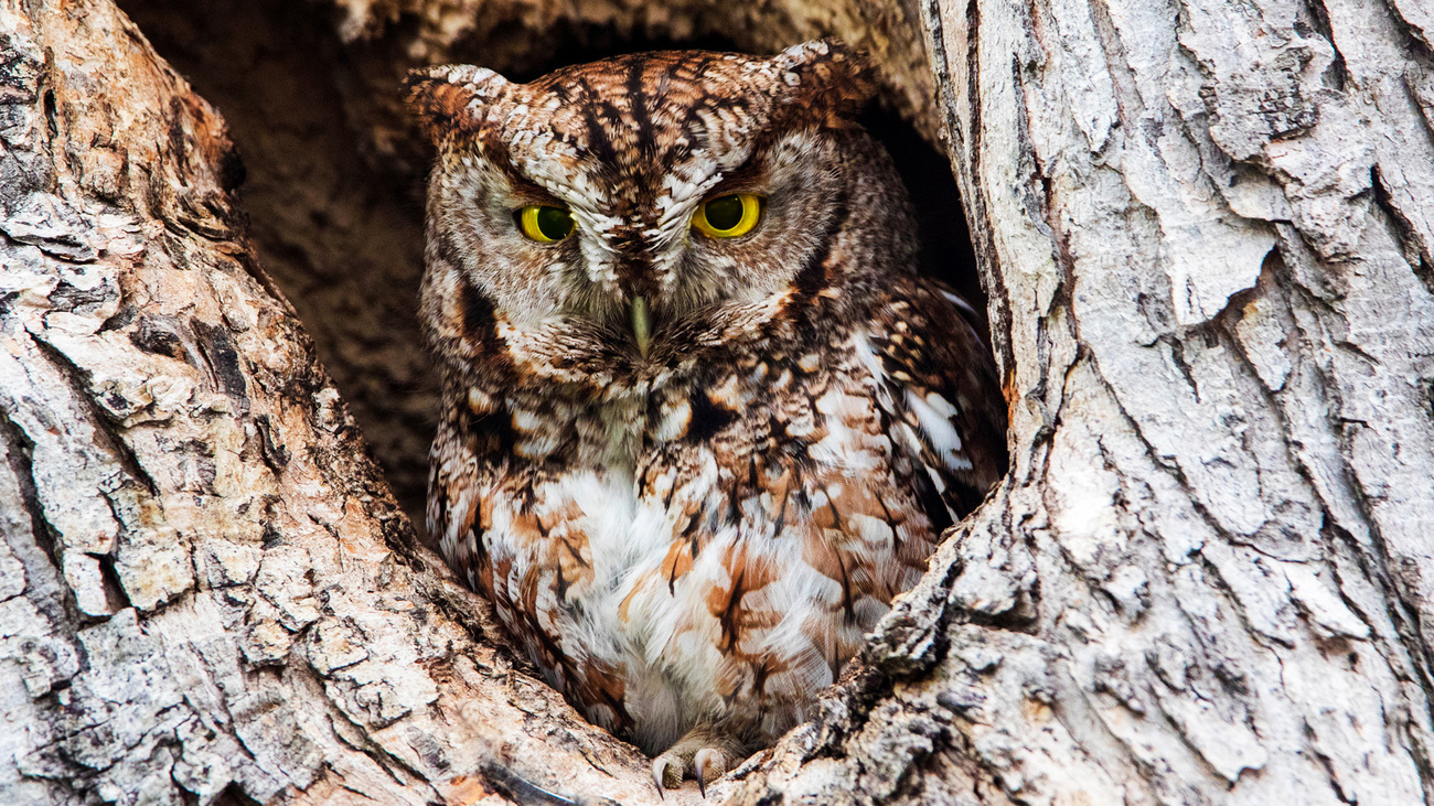 An eastern screech owl in a tree.