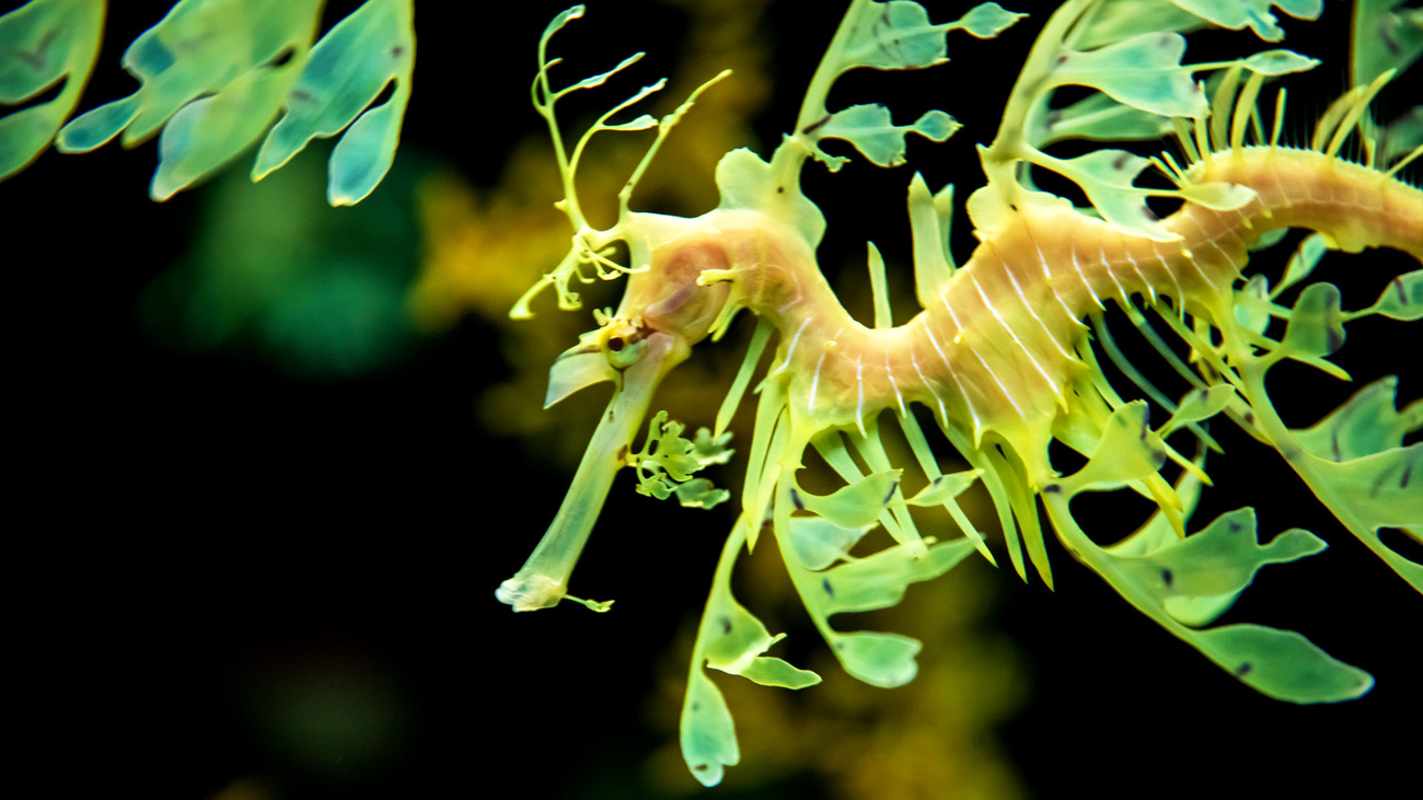 A yellow leafy sea dragon.