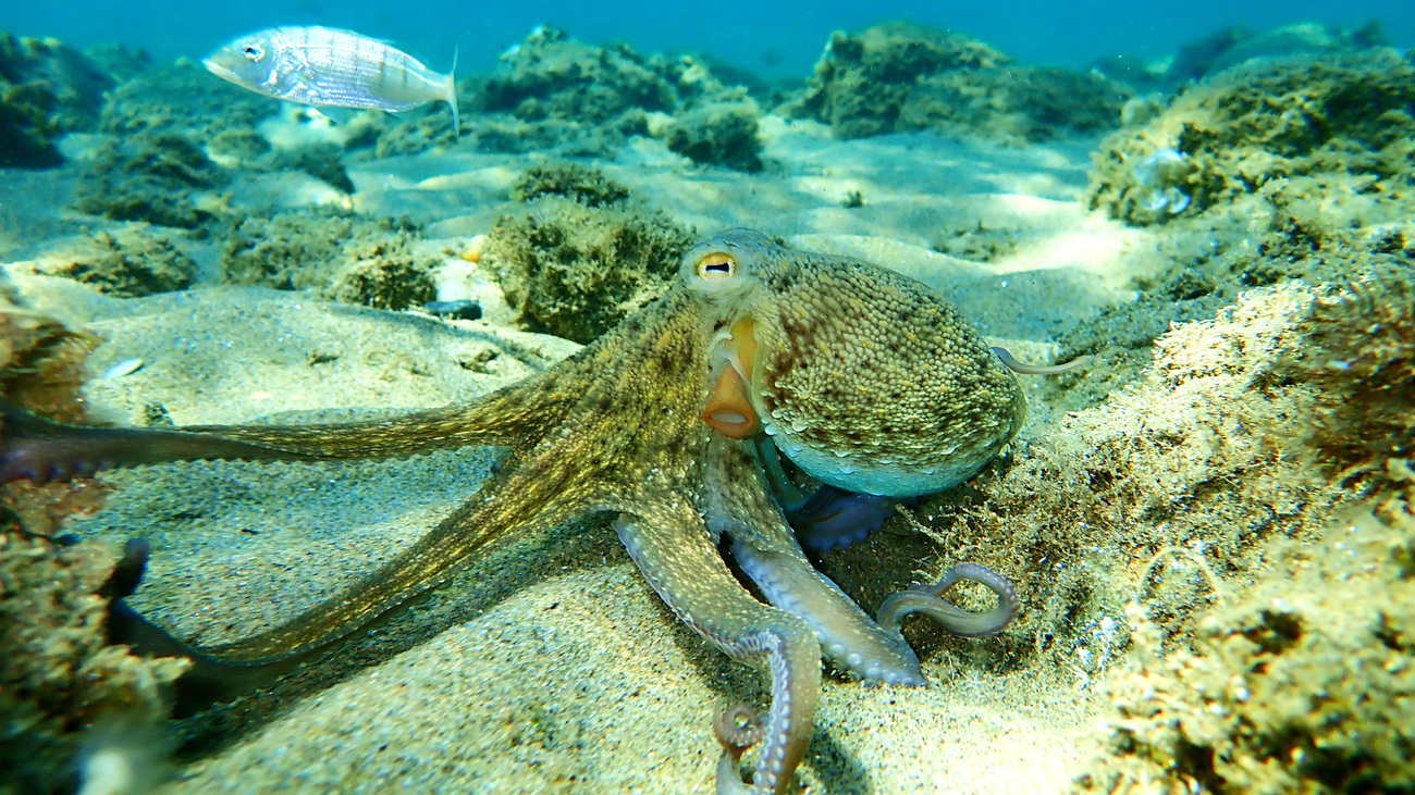 A common octopus on the floor of the Aegean Sea.