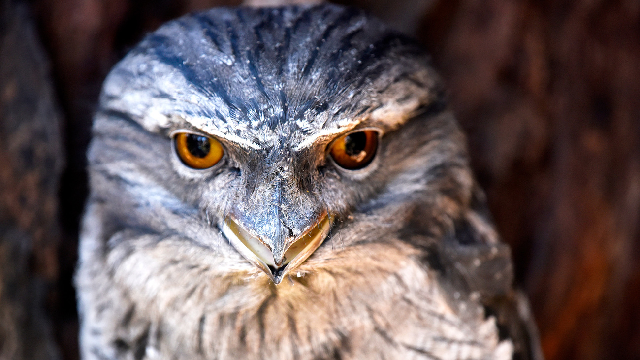 A tawny frogmouth at the Bonorong Wildlife Sanctuary in Brighton, Tasmania, Australia.