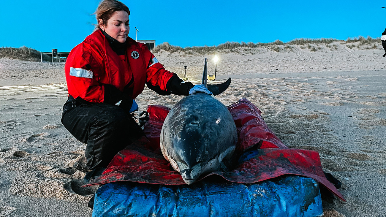 Michaela Wellman, an animal care technician with IFAW's Marine Mammal Rescue team, stays with a dolphin as another is brought down to the beach to be released.