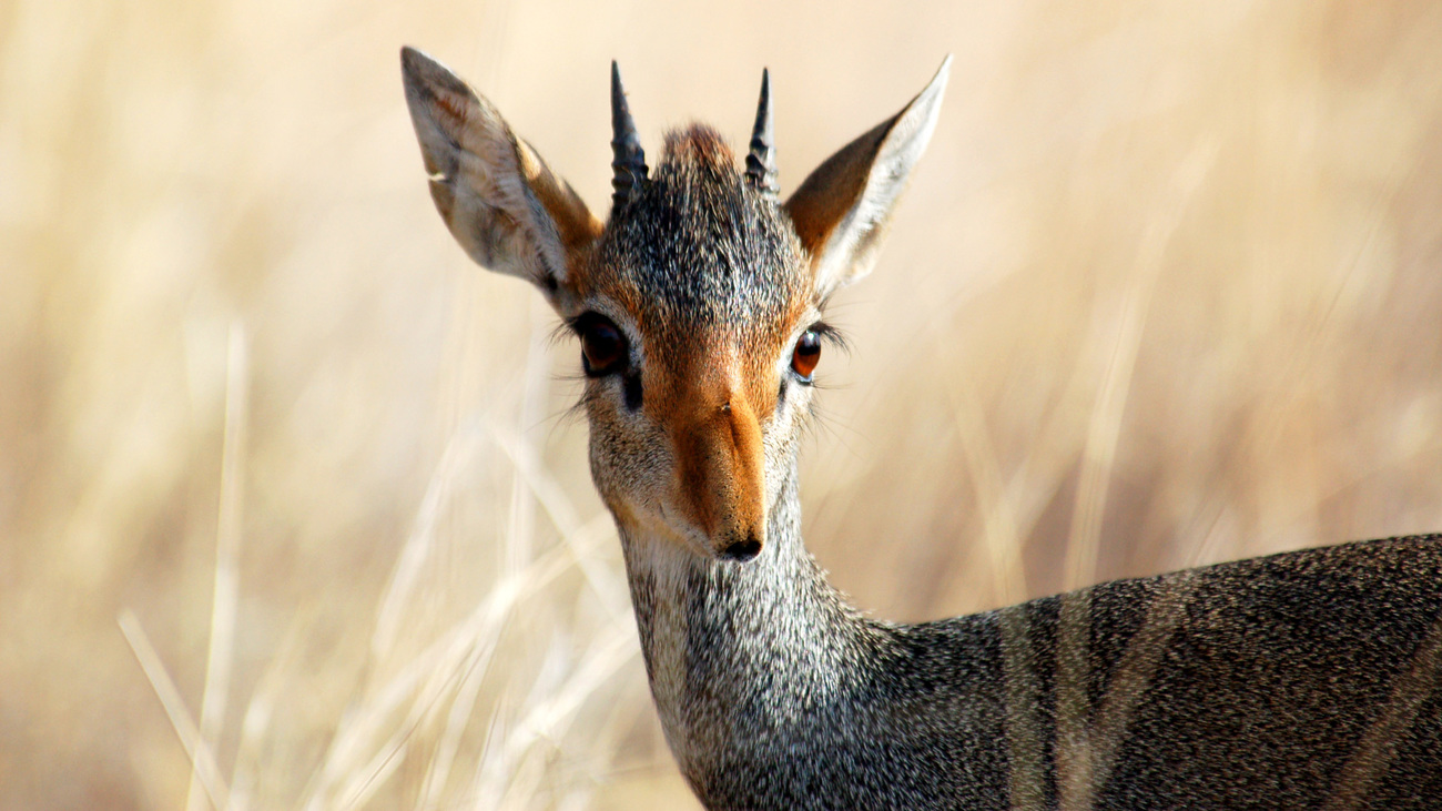 A Guenther's dik-dik in Samburu National Reserve, Kenya.