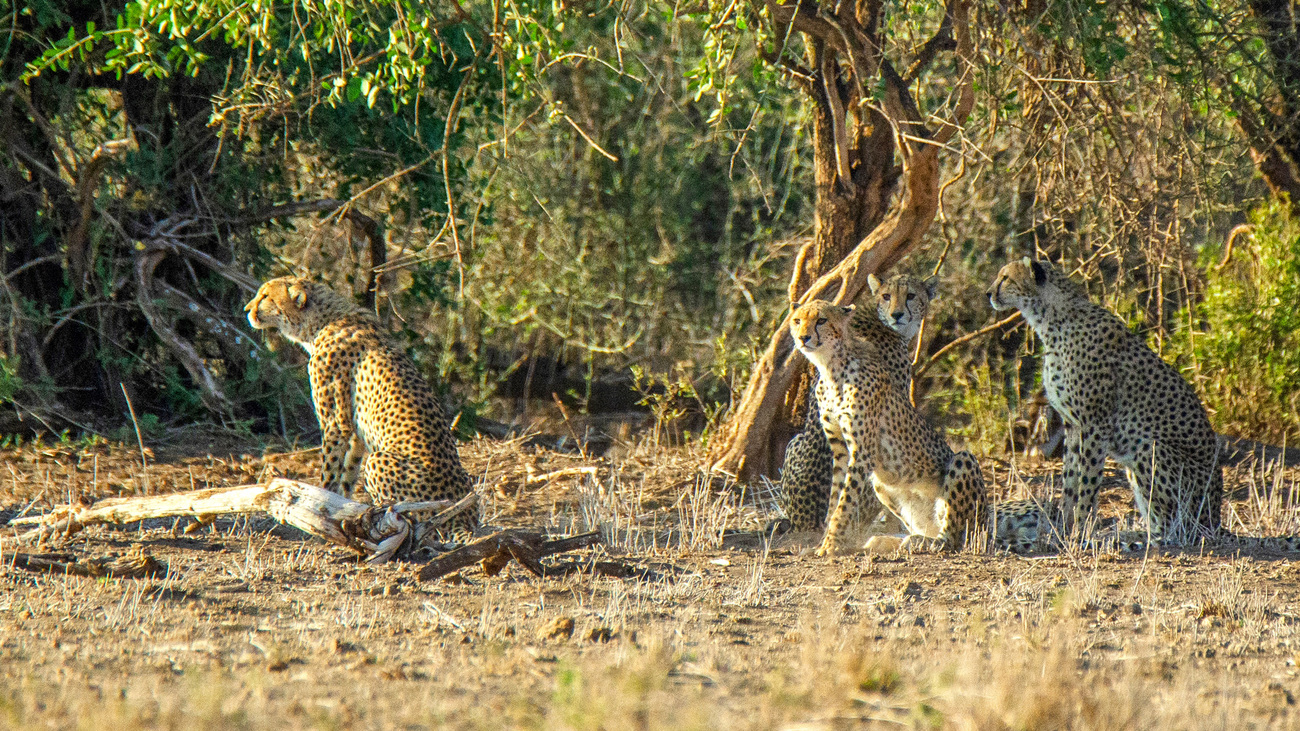 Cheetahs in Amboseli National Park.