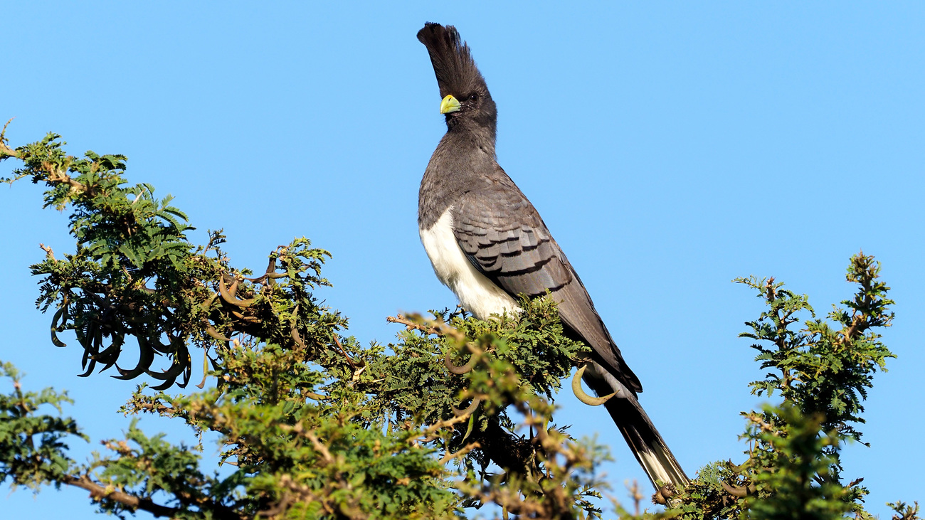 A white-bellied go-away bird perched on a tree in Kenya.