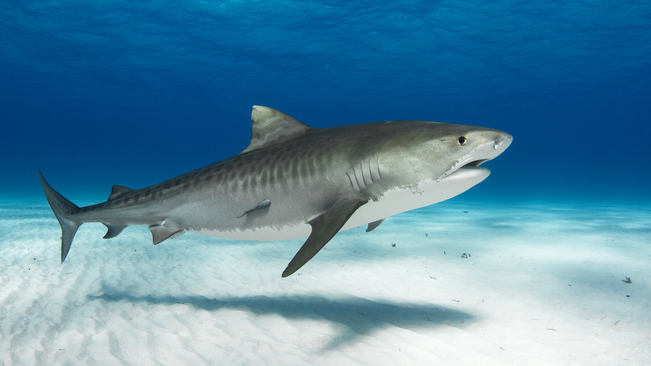 A tiger shark.