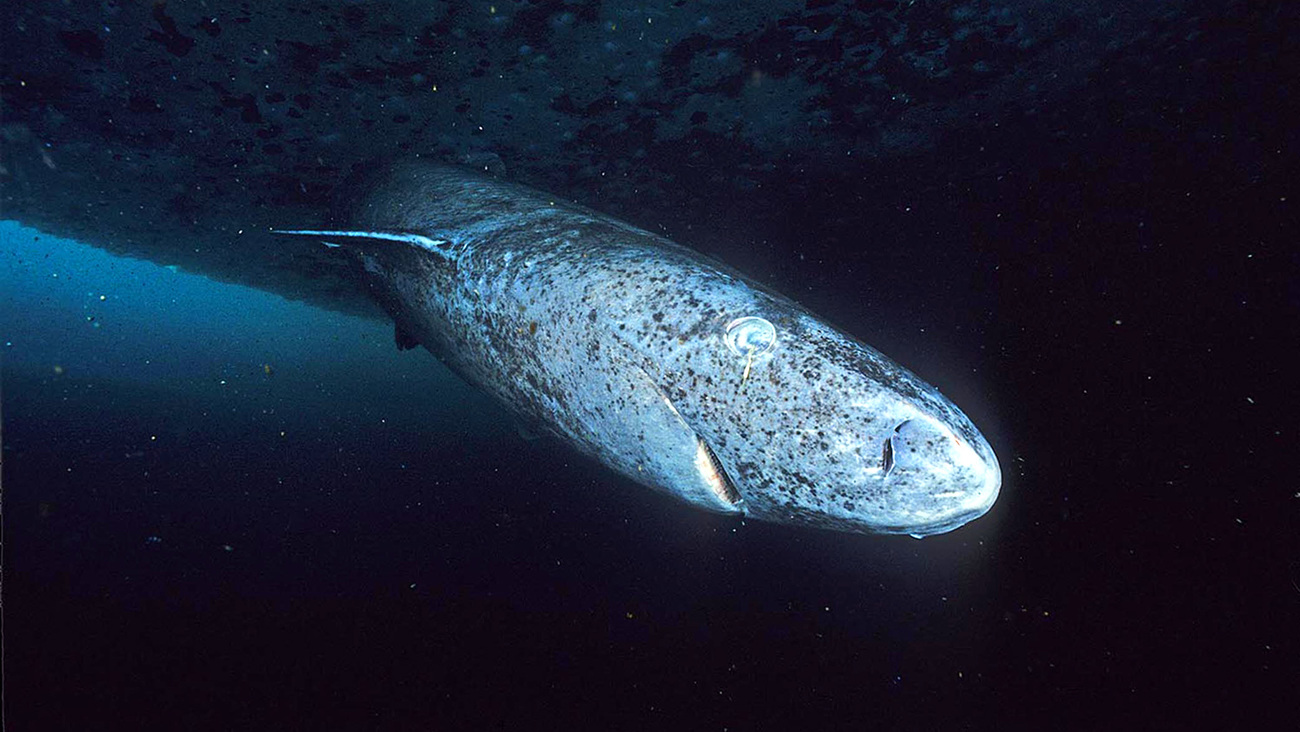 Close-up image of a greenland shark.