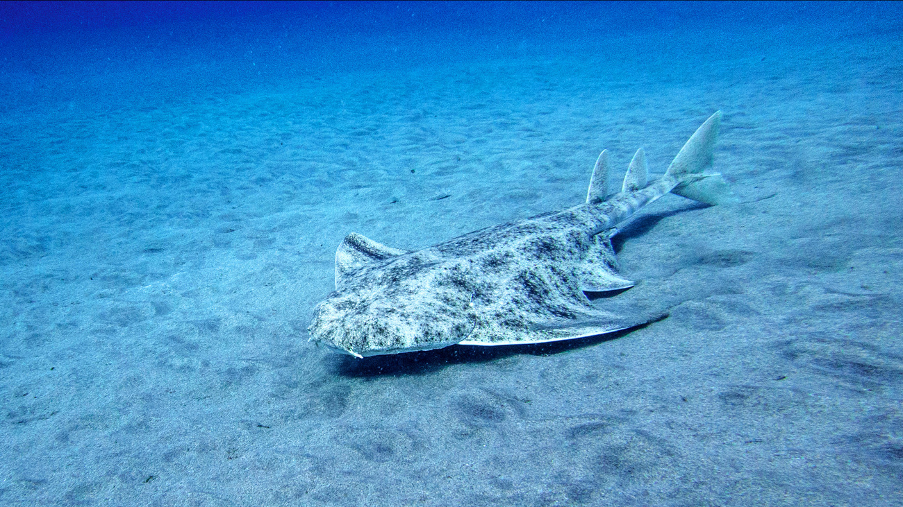 Angelshark at the bottom of the ocean.