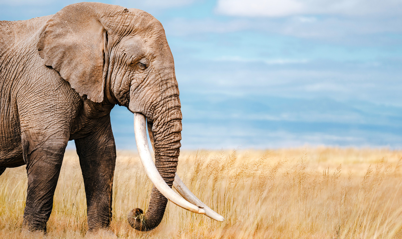 Big tusker elephant in Amboseli National Park, Kenya.