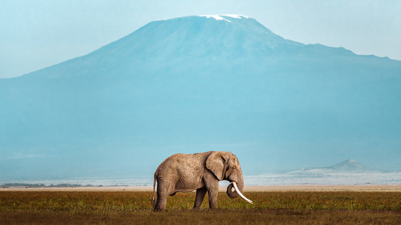 Olifant met grote slagtanden, met op de achtergrond de Kilimanjaro, Amboseli National Park, Kenia. 