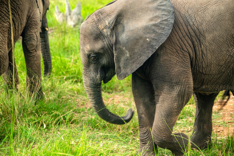 Elliot the orphaned elephant: A new beginning