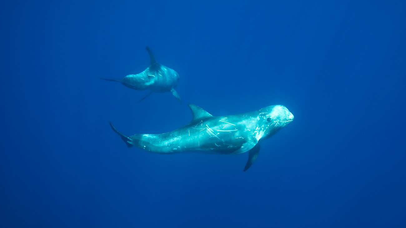 Risso's dolphins swimming near the Azores.