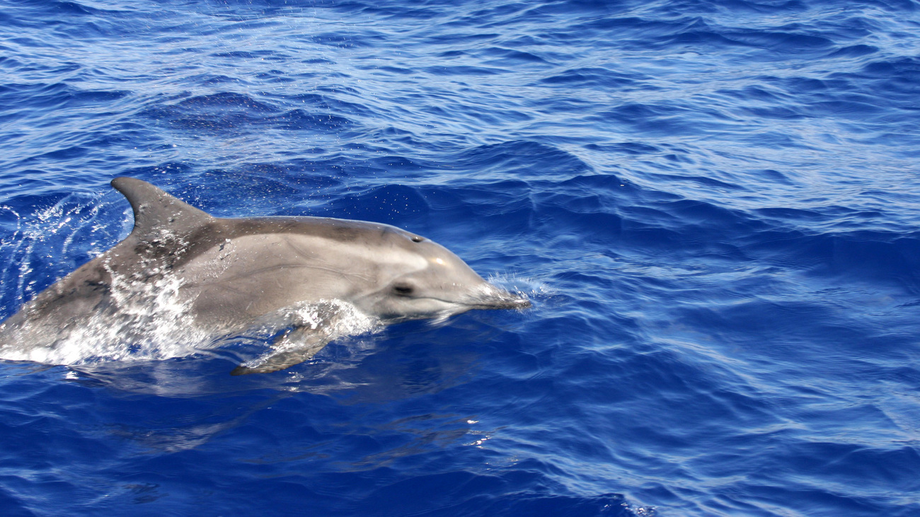 A rough-toothed dolphin surfaces in the Mediterranean.