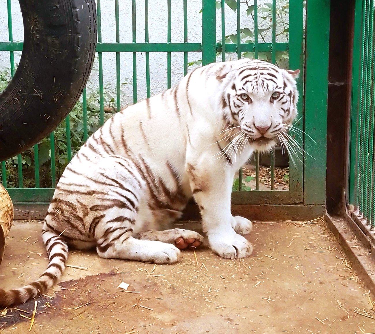 Alex the male white tiger in care at Wild Animal Rescue in Ukraine.