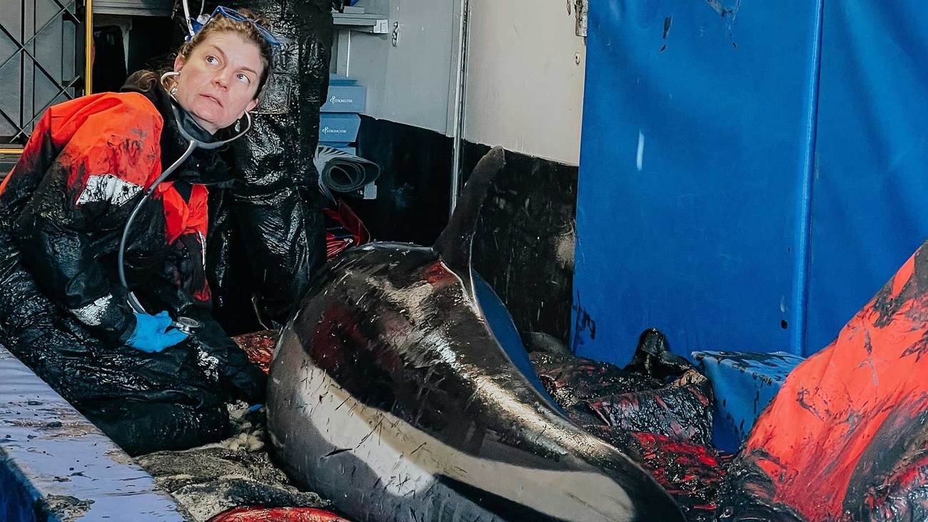 Technici van IFAW Marine Mammal Rescue stabiliseren een Atlantische witflankdolfijn die met negen andere dolfijnen is gestrand terwijl ze in de mobiele reddingskliniek voor dolfijnen van het IFAW naar een vrijlatingslaatlocatie reizen.