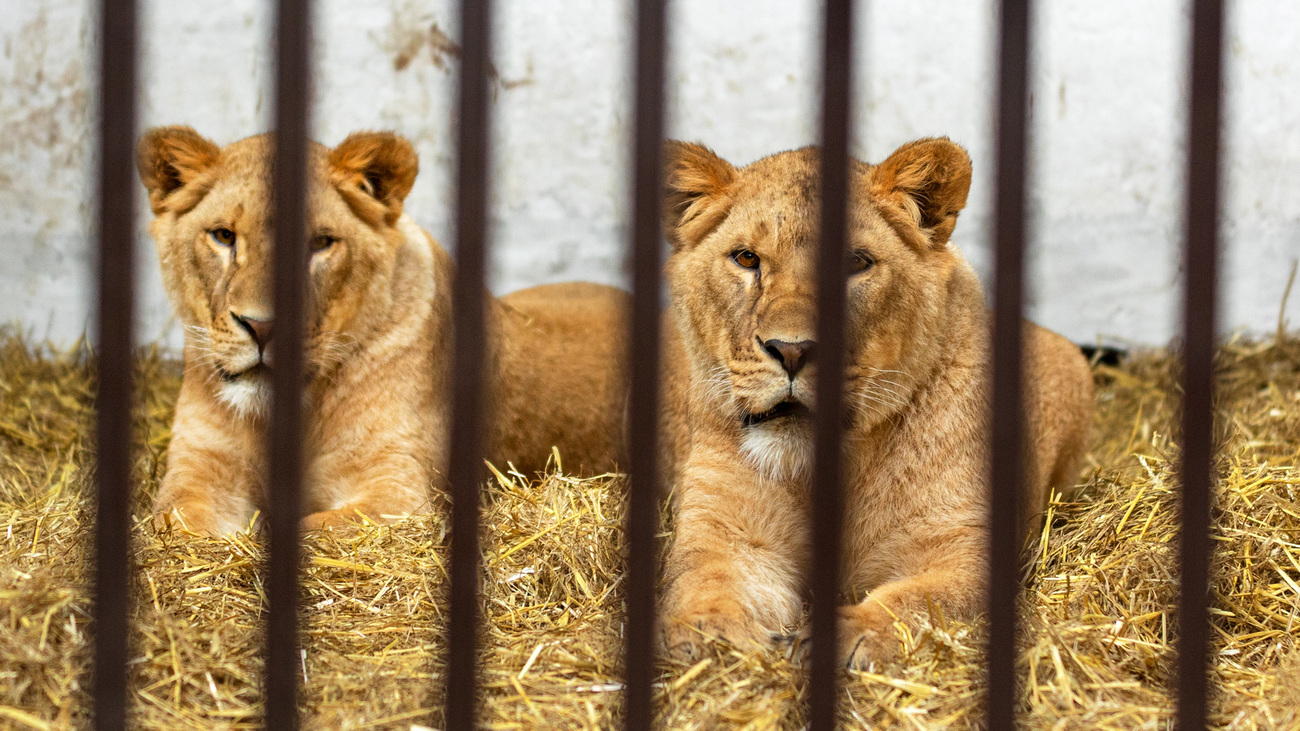 Leeuwinnen Amani en Lira in hun verblijf bij Wild Animal Rescue.