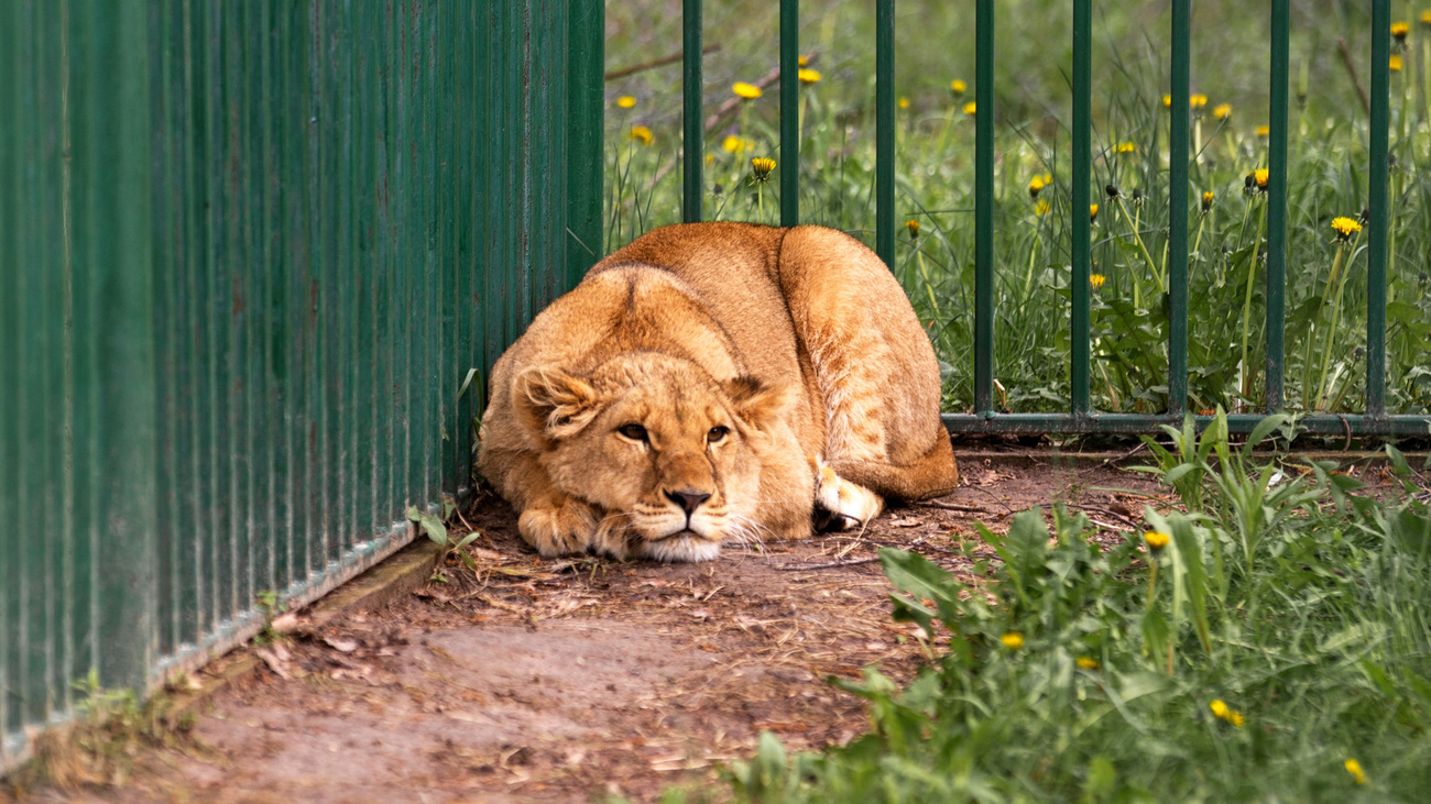 Vanda the lioness in an outdoor enclosure at Wild Animal Rescue.