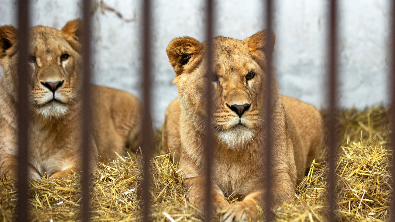 Lionesses Amani and Lira in their enclosure at Wild Animal Rescue.