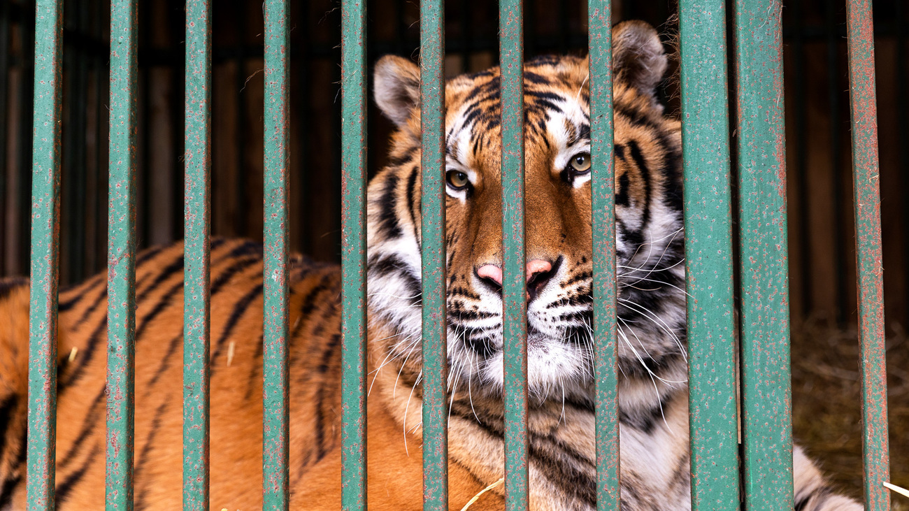 Mir the male tiger in care at Wild Animal Rescue in Ukraine.