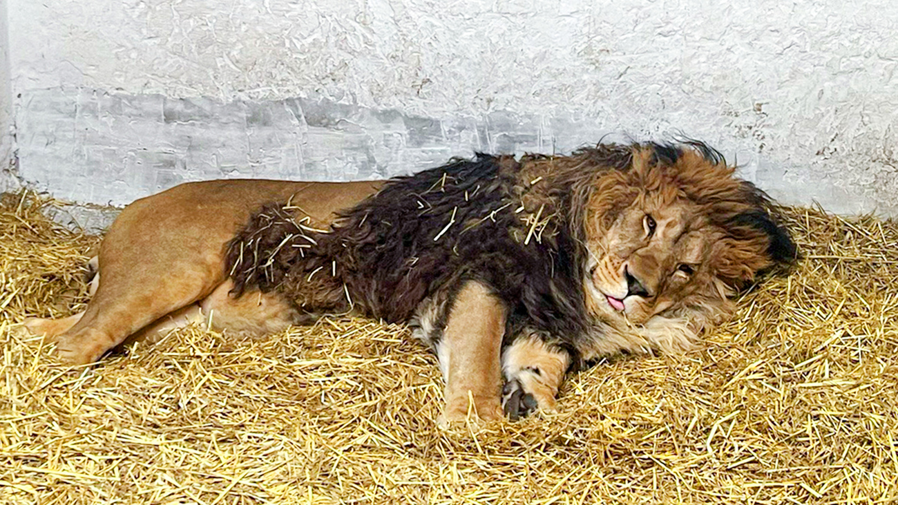 Rori the lion in his enclosure at Wild Animal Rescue.