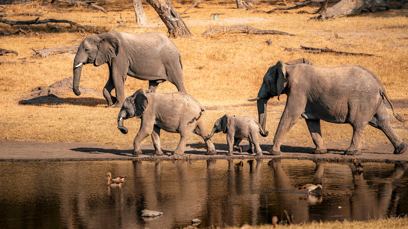 Elephants in Hwange National Park, Zimbabwe.