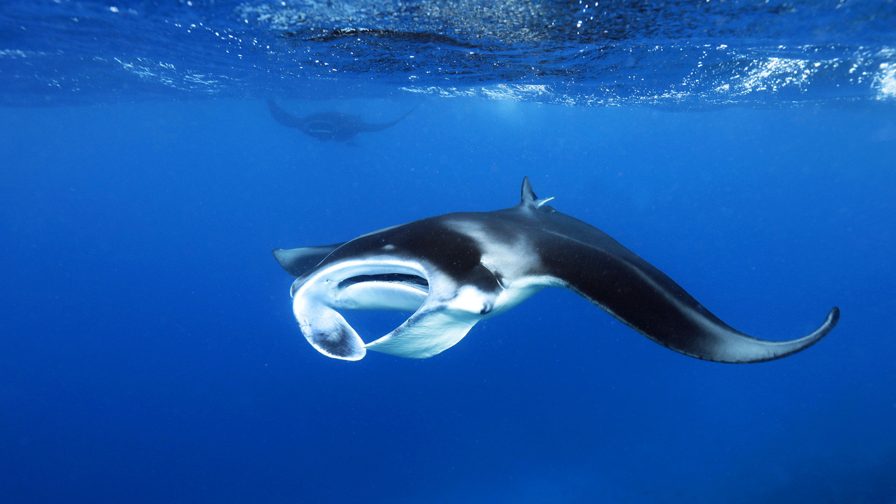 Manta ray swimming in the ocean.