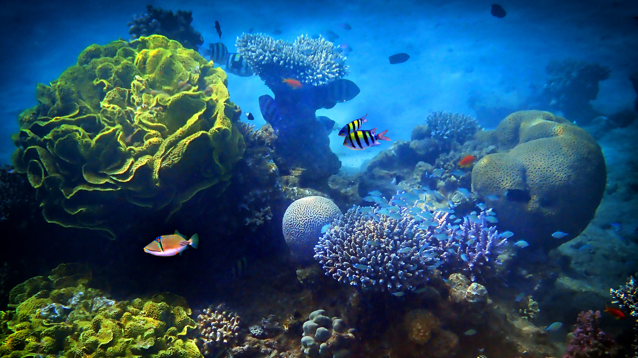 Coral reef in the Red Sea.