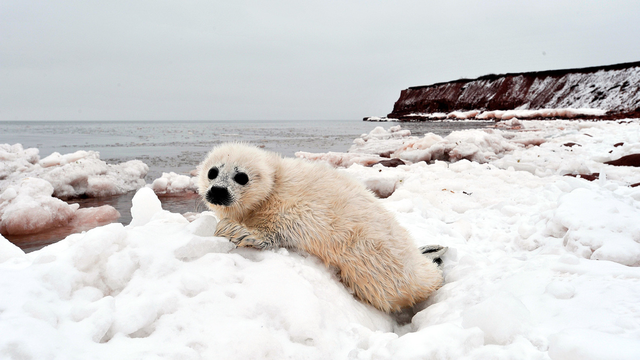 A whitecoat harp seal pup on the shore of Prince Edward Island.