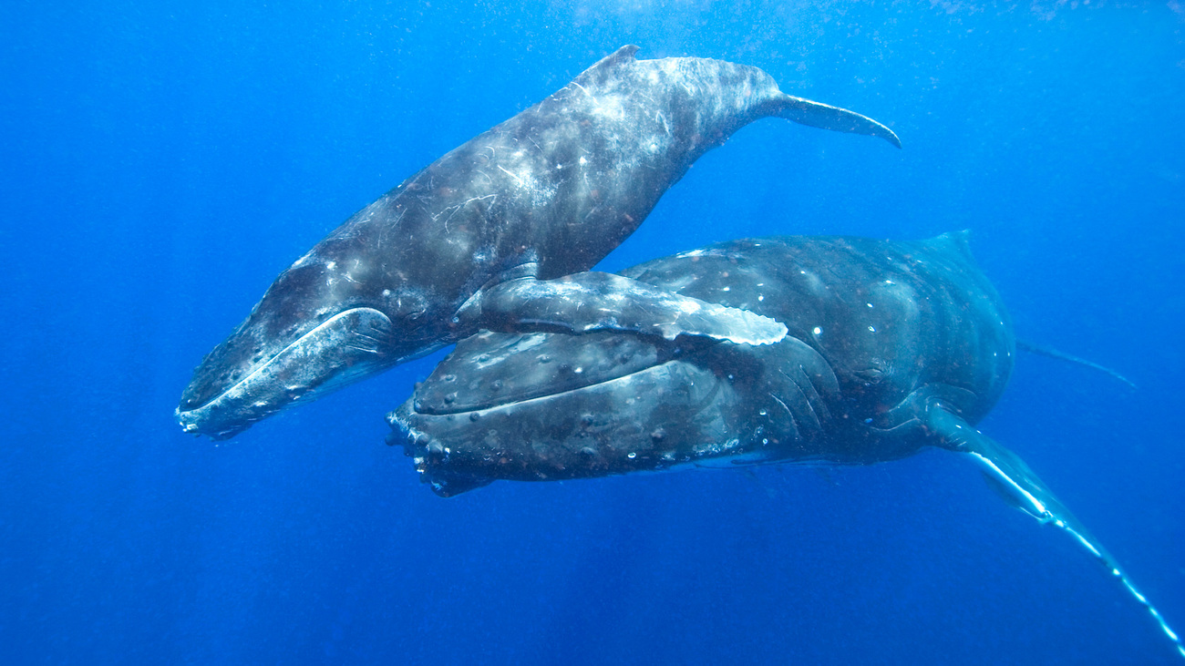 Humpback whale mother and calf.