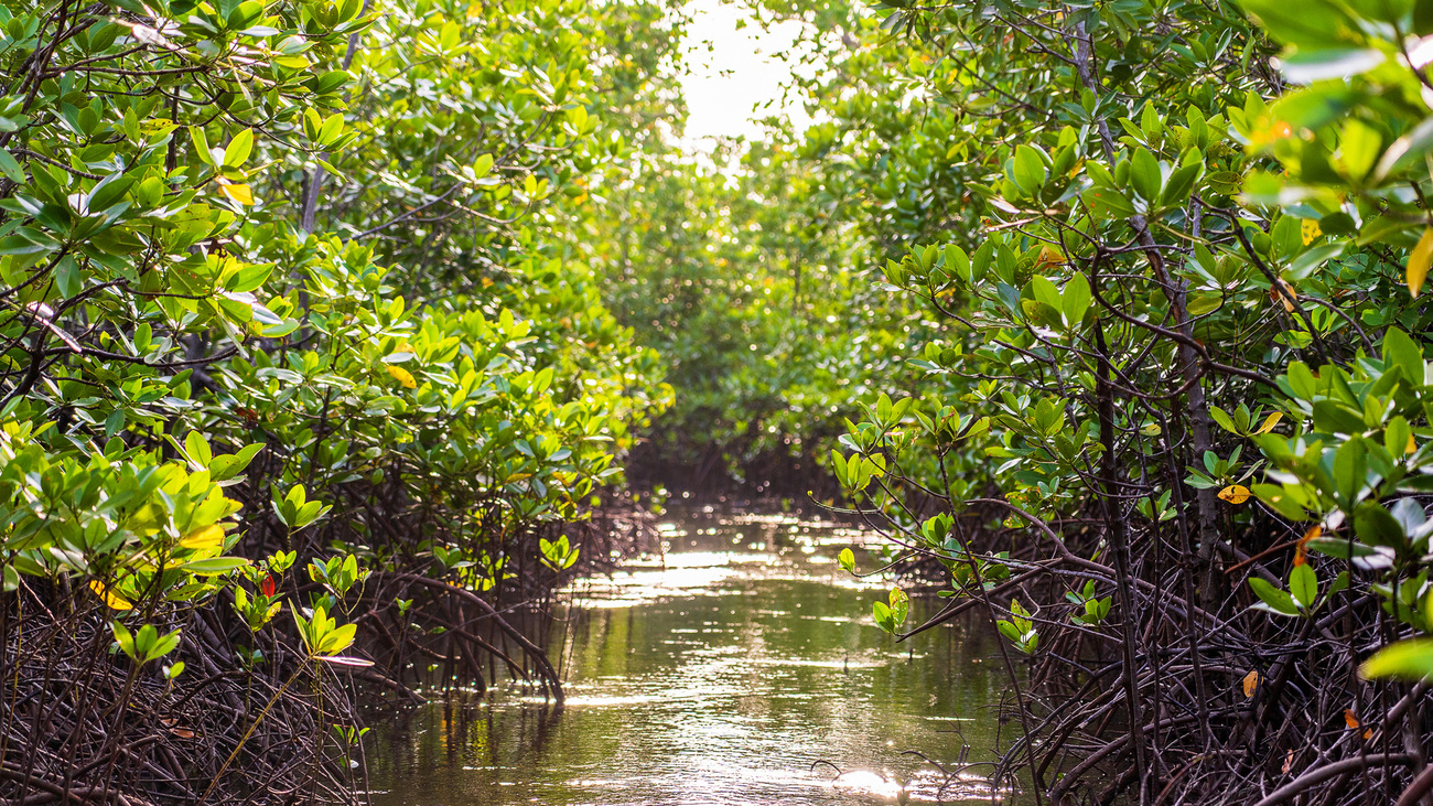 Mangrove trees by the water on the island of Zanzibar, Tanzania.