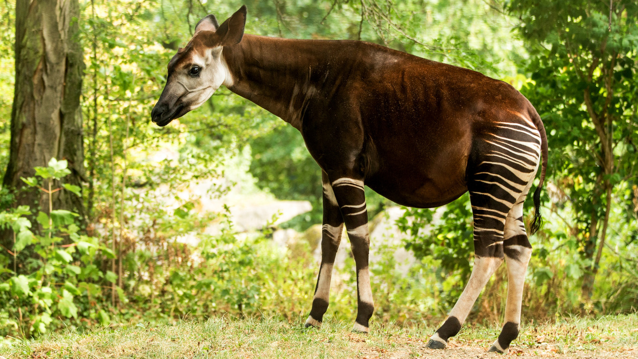 An okapi in a clearing.