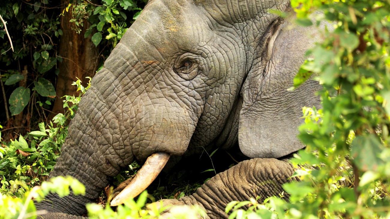 An African forest elephant in the bush.