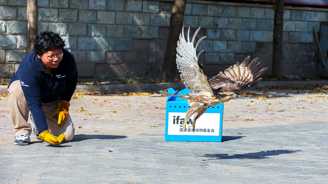 IFAW BRRC rehabilitator Lei Zhou laat een Japanse buizerd weer vrij in het wild met een GPS-tracker. 