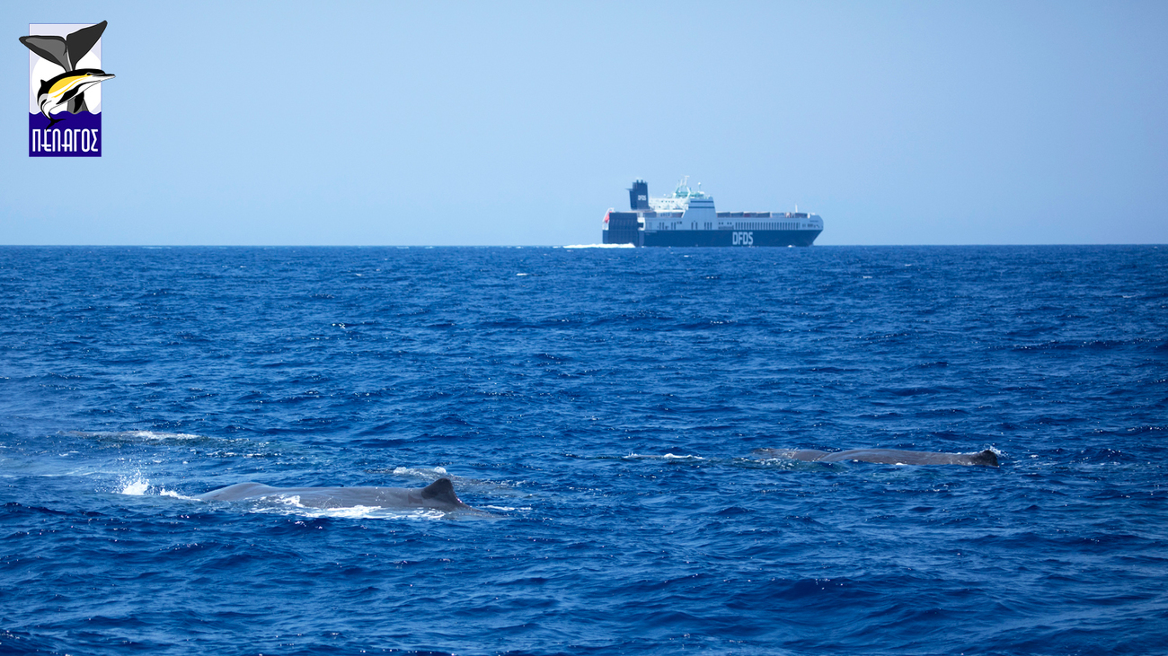 DFDS shipping vessel passing close to a sperm whale social unit.