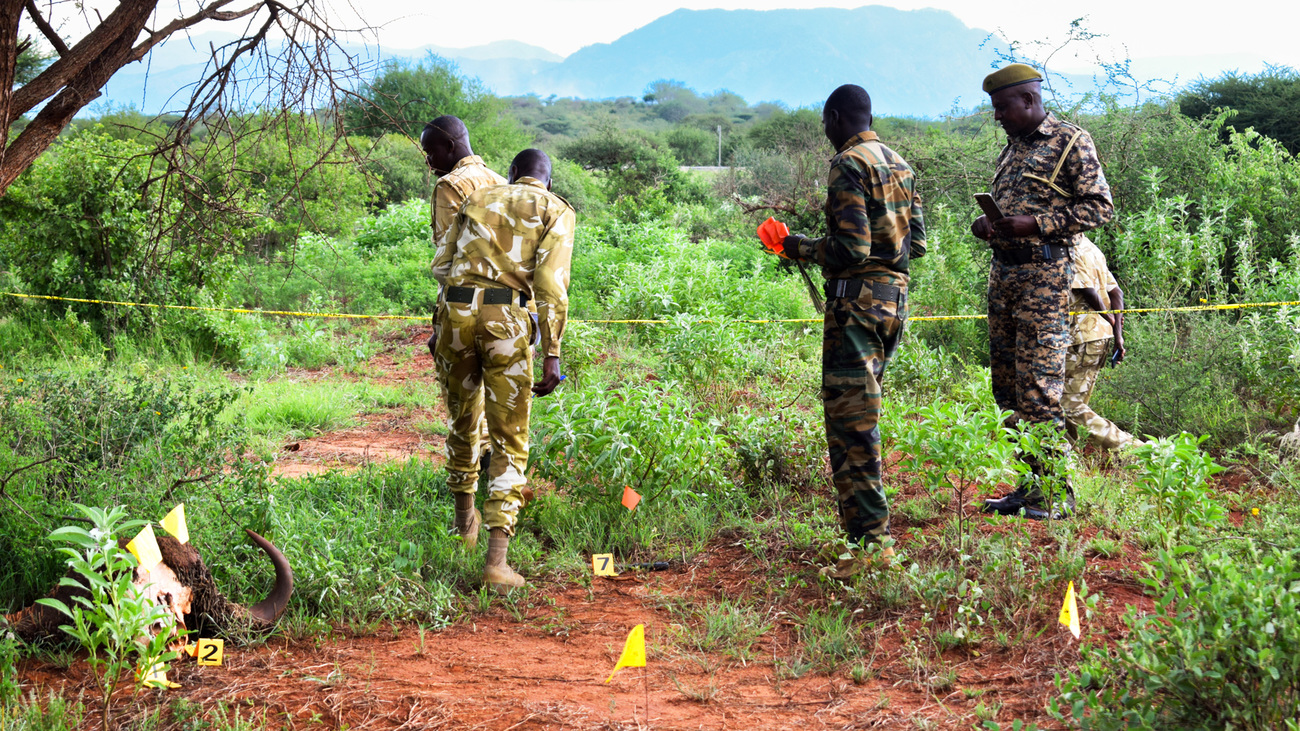 KWS officers marking and processing a wildlife scene of crime during a recent DNA first responder training at Salaita Tsavo West.