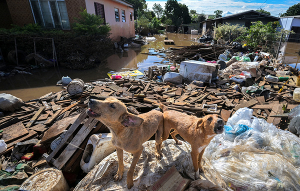 IFAW biedt hulp na dodelijke overstromingen in zuiden van Brazilië