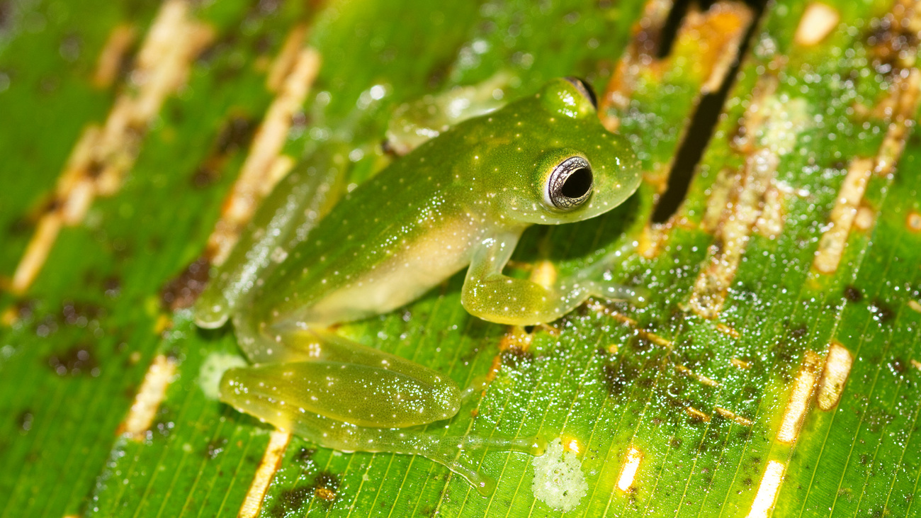 Powdered glass frog (Cochranella pulverata) on a leaf.