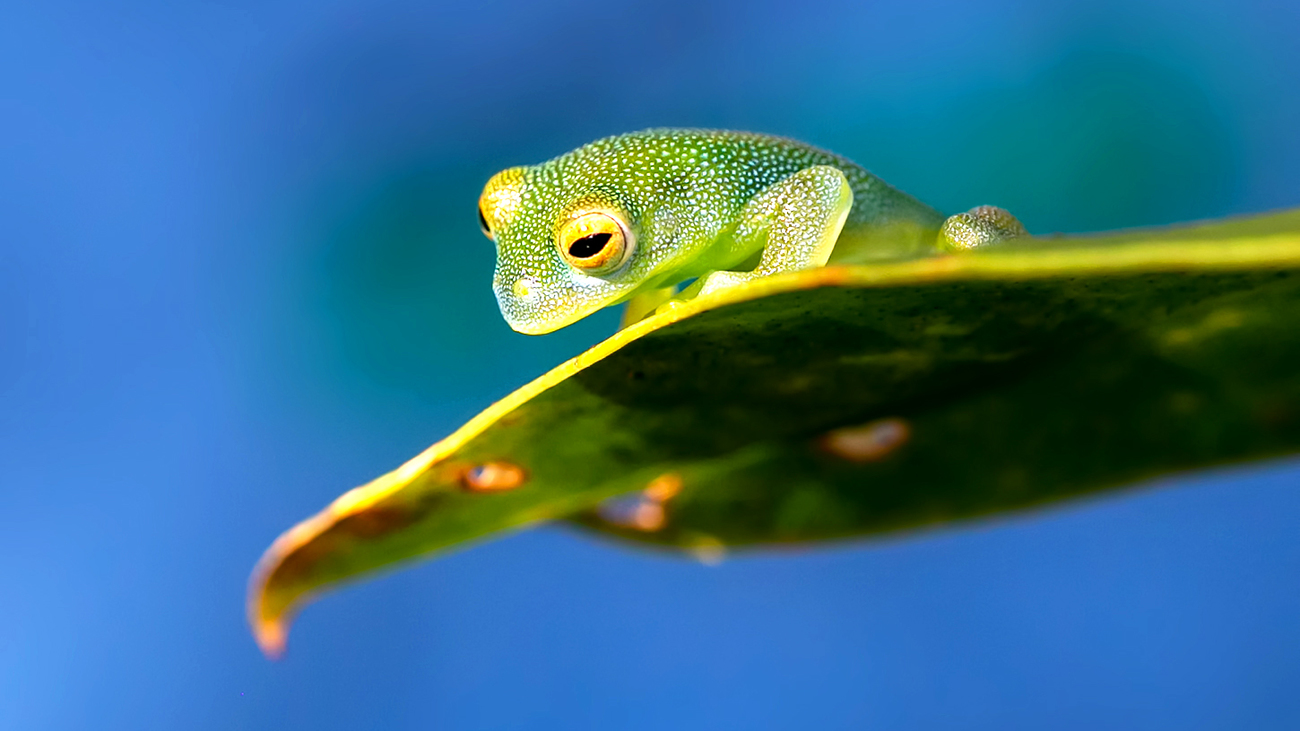 Granular glass frog (Cochranella granulosa) on a leaf.