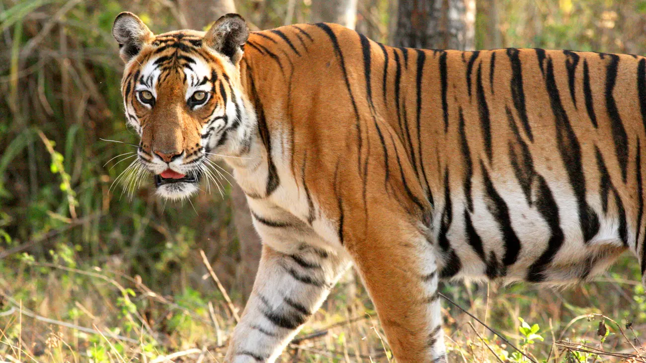 Tiger in Bandipur National Park, Karnataka, India.