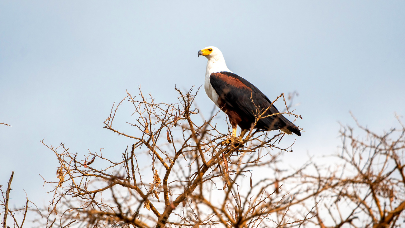 Een Afrikaanse zeearen zit op de hoogste tak van een boom in Queen Elizabeth National Park, Oeganda.