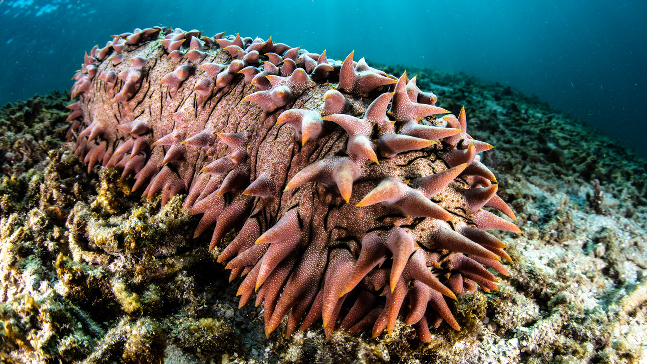 Pineapple sea cucumber underwater