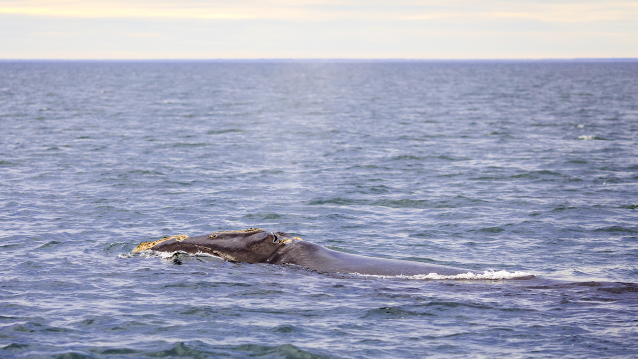 A North Atlantic right whale seen from Song of the Whale in Cape Cod Bay.