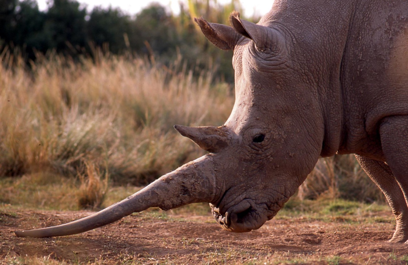 Black Rhinoceros Horn