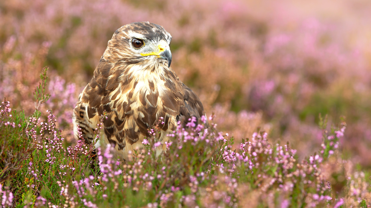 Close-up of an adult buzzard standing in purple heather on managed moorland in Nidderdale, Yorkshire Dales.