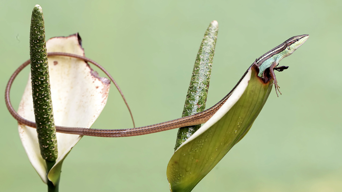 A long-tailed grass lizard on anthurium flowers.