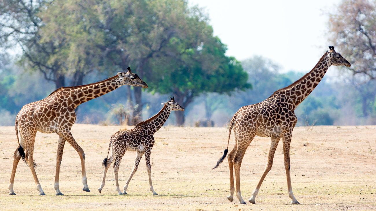 Giraffes walk around the bush in Zambia.