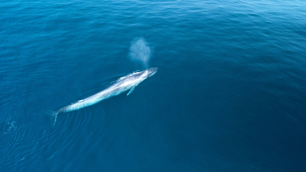 Een blauwe walvis die uit het water springt, gezien van bovenaf.