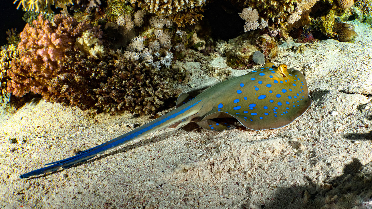 Een blauwgespikkelde pijlstaartrog op de bodem van de oceaan.