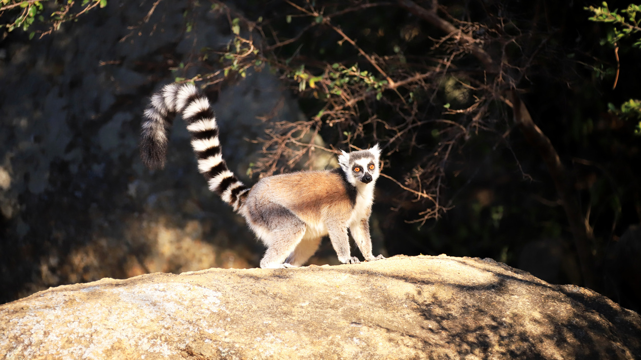 Een ringstaartmaki in het wild in Madagaskar.