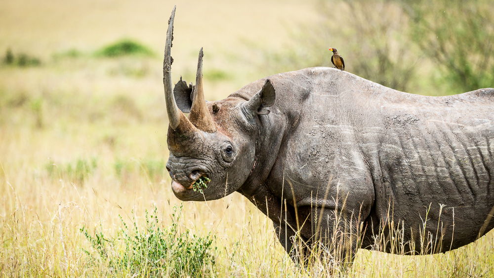 A black rhino with impressively long horns grazing in South Africa with a bird perched atop its back.